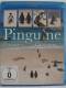 Pinguine am Kap der guten Hoffnung - Penguins, putzige Tiere 