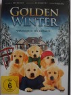 Golden Winter - Hunde Welpen suchen ein Zuhause, Weihnachten 