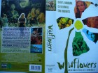 Wildflowers - Geheimnisvoller Sommer ... Daryl Hannah  ... VHS 