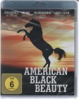 American Black Beauty (38525) 