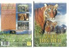 Zwei Brüder (00021452,  Naturfilm  Tiger ,Konvolag 