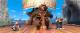 Mission Panda - Ein tierisches Team DVD OVP