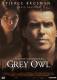 Grey Owl